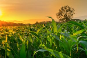 O Brasil é pioneiro na produção de biocombustíveis